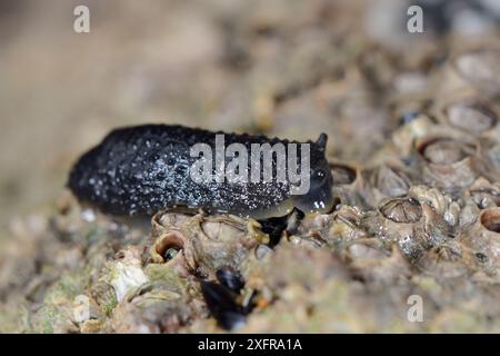 La lumaca celtica (Onchidella celtica) strisciava sui barnacoli attaccati alla roccia durante la bassa marea primaverile, Cornovaglia, Regno Unito, aprile. Foto Stock