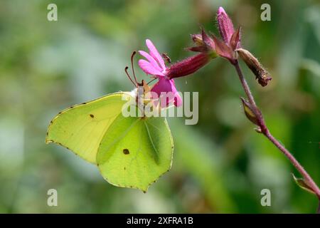 Farfalla di Brimstone (Gonepteryx rhamni) che si nutre di un fiore di campione rosso (Silene dioica) in una radura boschiva, Wiltshire, Regno Unito, luglio. Foto Stock