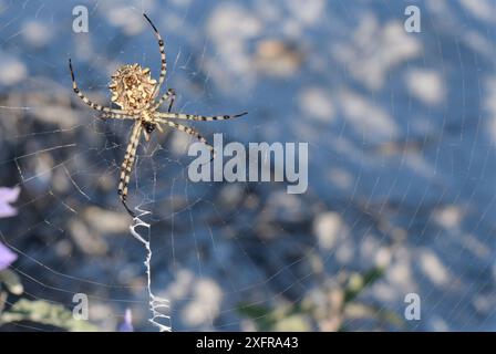 Argiope lobata spider (Argiope lobata) sul suo web tra la vegetazione sul ciglio della strada, vicino a Nafplio, Argolis, Peloponneso, in Grecia, in luglio. Foto Stock