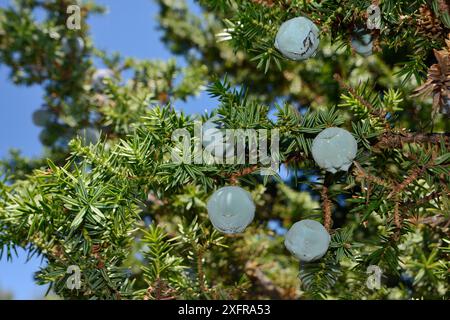 Ginepro (Juniperus oxycedrus oxycedrus), con coni di semi di stagionatura nei pascoli delle montagne calcaree, nei pressi di Kosmas, Arcadia, Peloponneso, Grecia, agosto. Foto Stock