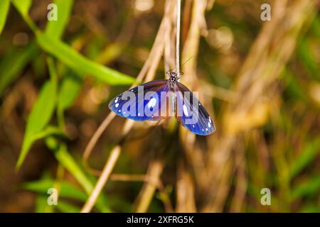 La farfalla o la farfalla di corvo della banda blu, Euploea eunice, su un bastone a Guam, Micronesia, Isole Marianne Settentrionali, territorio degli Stati Uniti, Foto Stock