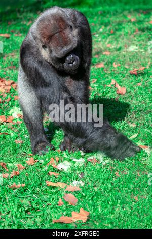 Gorilla sta camminando attraverso un campo erboso con foglie a terra Foto Stock