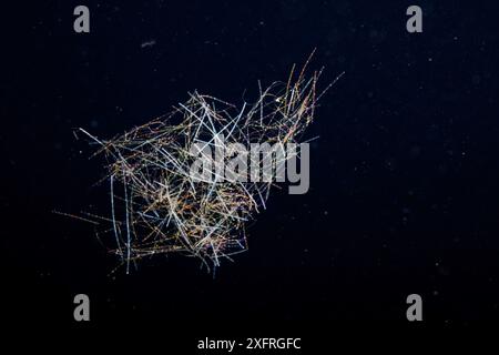 Un cianobatterio pelagico verde-blu, Trichodesmium sp., è noto anche come cianofita e “segatura marina”. I cianobatteri sono batteri che ottengono il loro ene Foto Stock