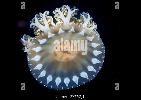 Imitando gli anemoni marini, questa medusa rovesciata, Cassiopea andromeda, si vede spesso riposare, campanare giù, tentacoli su, o Foto Stock