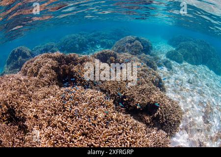 Abbondanti coralli duri nelle acque basse della riserva marina di Piti Bay, Guam, Micronesia, Isole Marianne, Mare delle Filippine. Foto Stock