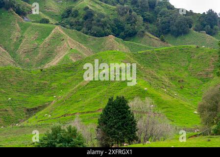 Pascolo di pecore nella regione di Manawatu-Whanganui - nuova Zelanda Foto Stock