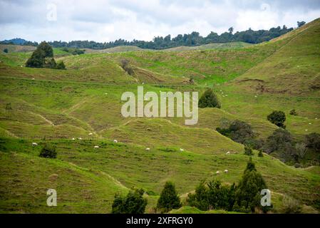 Pascolo di pecore nella regione di Manawatu-Whanganui - nuova Zelanda Foto Stock