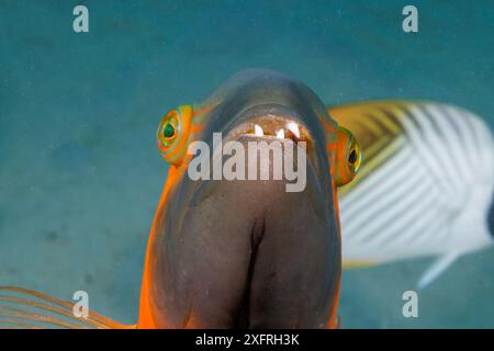 Questa scarpa dal petto rosso, Cheilinus fasciatus, manca un dente sulla mascella superiore. Questi pesci possono raggiungere fino a 14 pollici e sono di solito solitari, Gua Foto Stock