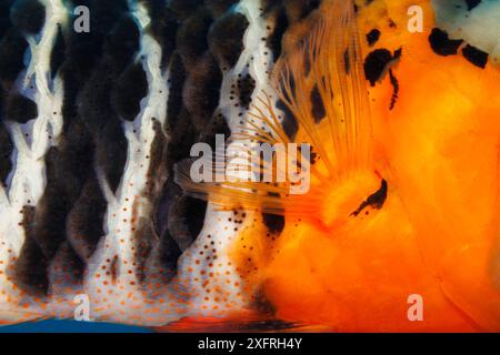 Uno sguardo da vicino alla pinna pettorale e alle scaglie di una wrasse dal petto rosso, Cheilinus fasciatus, Guam, Micronesia, Isole Marianne, Mare delle Filippine. Questo spe Foto Stock