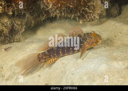 Il bellissimo goby, Exyrias belissimus, è anche conosciuto come il goby della barriera di fango, Guam, Micronesia, Isole Marianne, Mare delle Filippine. Foto Stock