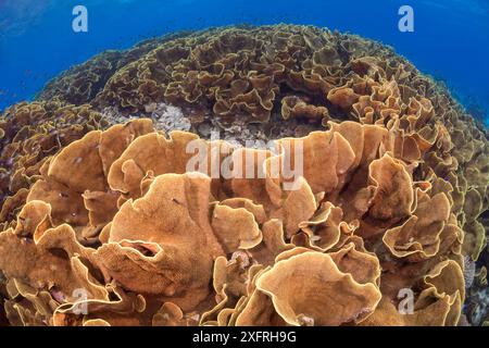 Questo consistente colonia di corallo di lattuga, Turbinaria sp. forma un grande tratto di barriera corallina in acque poco profonde per poter utilizzare come molta luce del sole come po Foto Stock