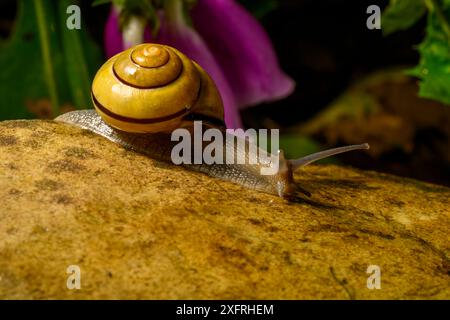 Lumaca che intraprende un'avventura e vive la sua vita migliore Foto Stock