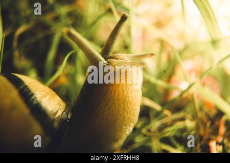 Lumaca che intraprende un'avventura e vive la sua vita migliore Foto Stock