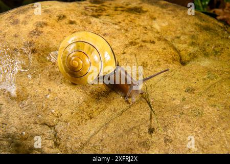 Lumaca che intraprende un'avventura e vive la sua vita migliore Foto Stock