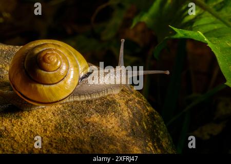 Lumaca che intraprende un'avventura e vive la sua vita migliore Foto Stock