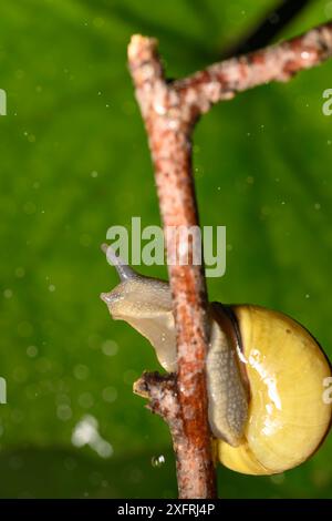 Lumaca che intraprende un'avventura e vive la sua vita migliore Foto Stock