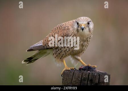 Un gheppio femmina allerta è appollaiato in cima a un palo che mangia un piccolo roditore. Sta fissando la telecamera Foto Stock