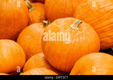 Vista ravvicinata delle zucche. Frutti di arancia brillante. Cibo sano e ecologico. Prodotto dell'agricoltura biologica. Frutta appena raccolta. Foto Stock