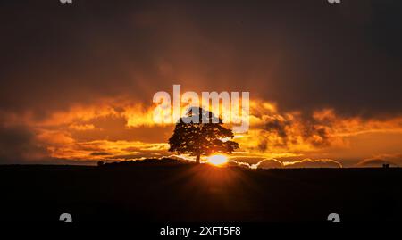 Tramonto dietro un albero solitario in cima alla collina vicino a Chrome Hill sul Peak District Derbyshire East Midlands Inghilterra Regno Unito Foto Stock