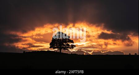 Tramonto dietro un albero solitario in cima alla collina vicino a Chrome Hill sul Peak District Derbyshire East Midlands Inghilterra Regno Unito Foto Stock