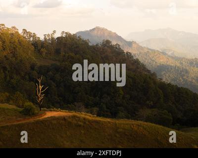 Vecchio albero morto sotto la calda luce del tramonto sulla collina di montagna in inverno con foresta sullo sfondo. Chiang mai - Thailandia Foto Stock