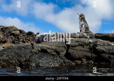 Ritratto di un pinguino delle Galapagos (Spheniscus mendiculus) su una roccia. Isola di Bartolome, Parco Nazionale delle Galapagos, Isole Galapagos. Oceano Pacifico orientale Foto Stock