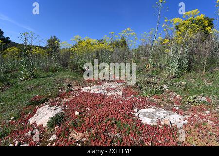 Bulbous Red Succulent Leaves of White Stonecrop, Sedum album, & Common Ragwort, Jacobaea vulgaris syn. Senecio jacobaea cresce a Maquis S. France Foto Stock