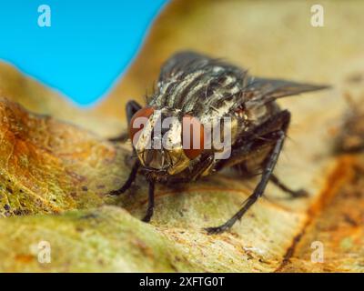 Mosca carne (Sarcophaga sp) ritratto ravvicinato. Foto Stock
