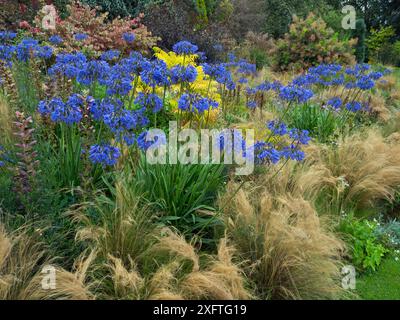 Blue agapanthus&#39;Loch Hope e erbe nel giardino boschivo Foto Stock