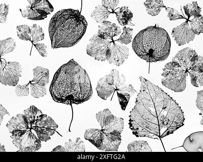 Lanterne cinesi (Physalis alkekengi), fiori di Ortensia, foglie di pioppo (Populus) e scheletri di onestà (Lunaria annua), silhouette su sfondo bianco. Foto Stock