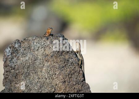 Lucertola lavica delle Galapagos (Microlophus albemarlensis) maschio e femmina, Isole Mariela, Elizabeth Bay, Isabela Island, Galapagos Foto Stock