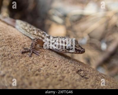 Geco Espanola (Phyllodactylus gorii) Isola di Espanola, Galapagos. Foto Stock