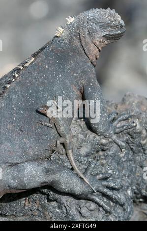 Lucertola lavica delle Galapagos (Microlophus albemarlensis), seduta sull'iguana marina (Amblyrhynchus cristatus) Puerto Villamil, Isola Isabela, Galapagos. Foto Stock