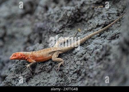 Lucertola lavica delle Galapagos (Microlophus albemarlensis), Isole Mariela, Elizabeth Bay, Isabela Island Foto Stock