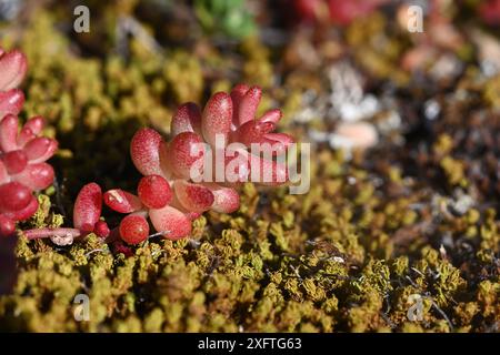 Foglie rosse bulbose di pale Stonecrop, Petrosedum sediforme syn Sedum sediforme Foto Stock