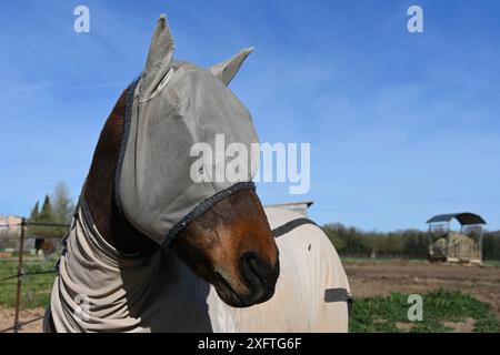 Ritratto del cavallo che indossa una maschera antimosca indossata per la protezione UV di viso e occhi e come protezione da mosche e punture di insetti Foto Stock
