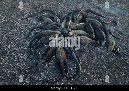 Gruppo di iguana marina (Amblyrhynchus cristatus) sulla spiaggia, isola Floreana, Galapagos Foto Stock