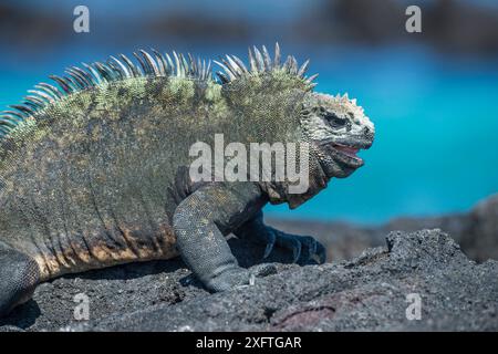 Ritratto di iguana marina (Amblyrhynchus cristatus), Baia delle tartarughe, Isola di Santa Cruz, Galapagos Foto Stock