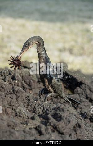 Cormorano senza volo (Phalacrocorax harrisi) a mezz'aria. Sbarco con ricci di matita ardesia (Eucidaris sp) in becco. Punta Albemarle, Isola Isabela, Galapagos. Foto Stock