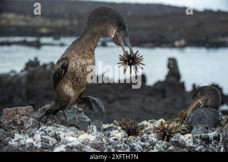 Cormorano senza volo (Phalacrocorax harrisi), due su rocce. Uccello con ricci di matita ardesia (Eucidaris sp) in becco con più ricci di mare sottostanti. Altro uccello seduto sul nido. Punta Albemarle, Isola Isabela, Galapagos. Foto Stock