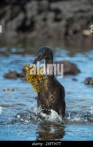 Cormorano senza volo (Phalacrocorax harrisi) in arrivo a terra con materiale di nidificazione in becco. Punta Albemarle, Isola Isabela, Galapagos. Foto Stock