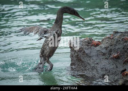 Cormorano senza volo (Phalacrocorax harrisi) che sbarca tra i granchi. Clearwater Bay, Isabela Island, Galapagos. Sequenza 1 di 3. Foto Stock