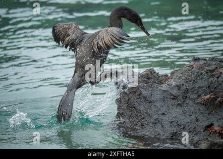 Cormorano senza volo (Phalacrocorax harrisi) che sbarca tra i granchi. Clearwater Bay, Isabela Island, Galapagos. Sequenza 2 di 3. Foto Stock