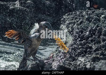 Cormorano senza volo (Phalacrocorax harrisi) in arrivo a terra con materiale di nidificazione, spruzzi d'acqua nell'aria. Punta Gavilanes, isola Fernandina, Galapagos. Foto Stock