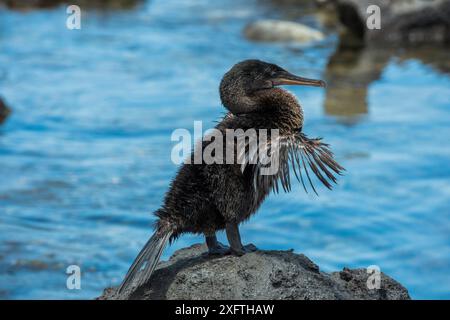 Cormorano senza volo (Phalacrocorax harrisi) che essicca le ali, in piedi sulla roccia in mare. Urvina Bay, Isabela Island, Galapagos. Foto Stock