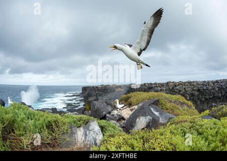 Nazca booby (Sula granti) volando con il becco aperto, due boobies sullo sfondo su scogliere rocciose. Punta Suarez, Isola Espanola, Galapagos. Ottobre 2015. Foto Stock