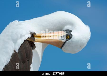 Nazca booby (Sula granti) Preening. Punta Suarez, Isola Espanola, Galapagos. Foto Stock