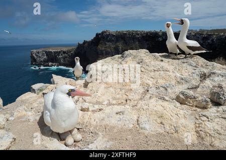 Nazca booby (Sula granti) seduto su uova nel nido con altre boobies sullo sfondo. Sulla scogliera, Wolf Island, Galapagos. Agosto 2016. Foto Stock