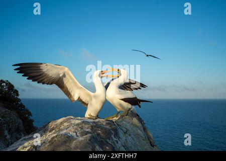 Nazca booby (Sula granti), coppia in corteggiamento, sulla roccia sulla costa. Gardner Islet, Floreana Island, Galapagos. Foto Stock