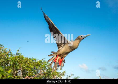 Booby dai piedi rossi (Sula sula) che decolla in volo, isola Genovesa, Galapagos. Foto Stock